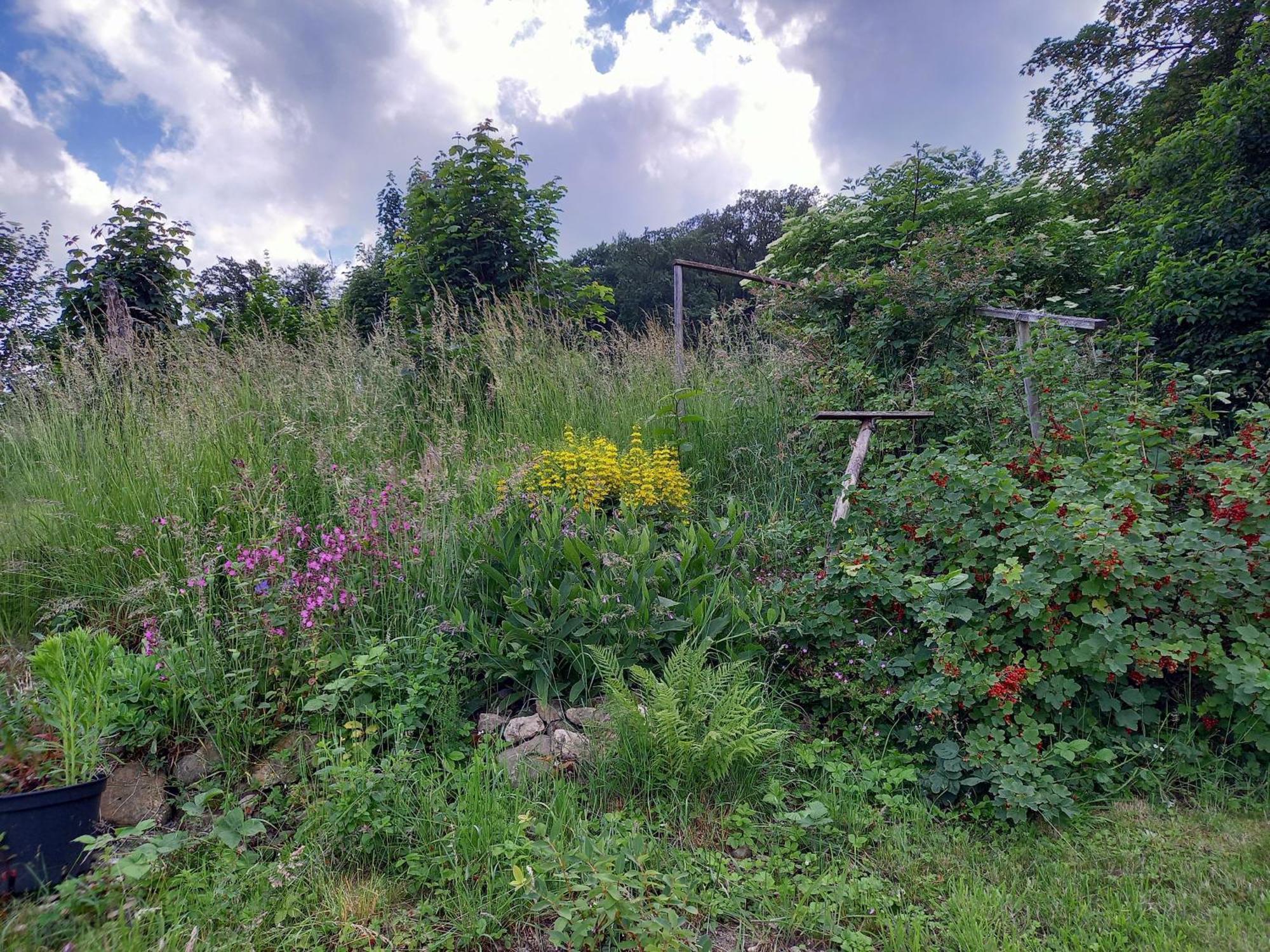Vila Elfenhaeuschen Mit 3 Dtv Sternen Ausgezeichnet Bad Harzburg Exteriér fotografie
